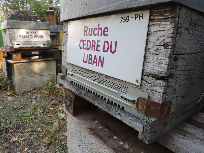 La ruche Cèdre du liban