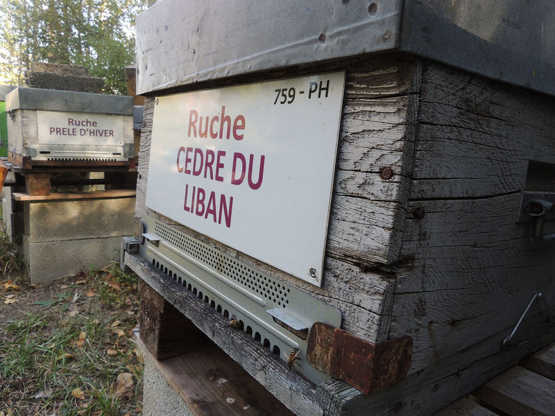 La ruche Cèdre du liban