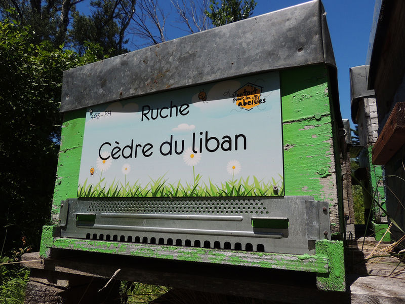 La ruche Cèdre du liban
