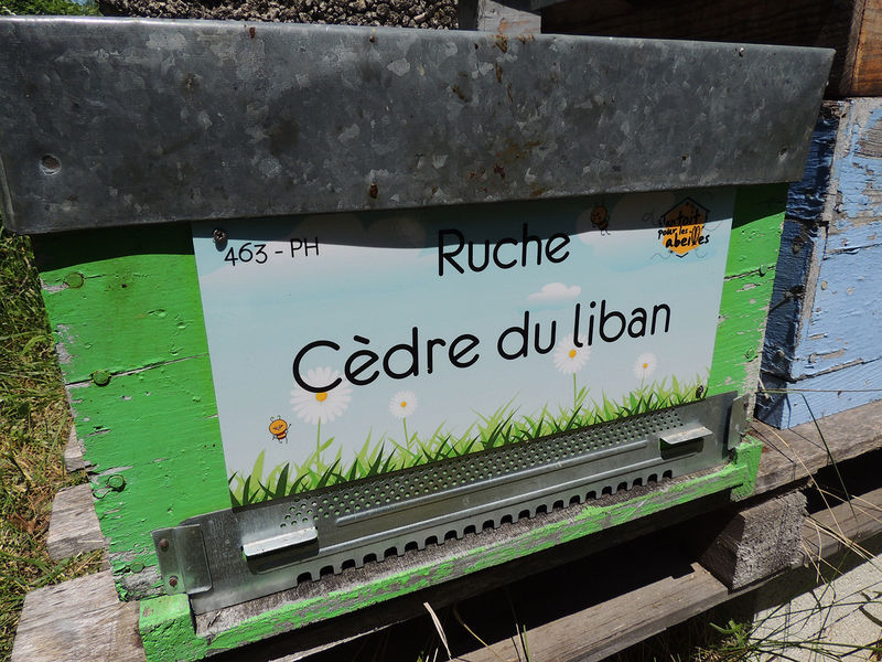 La ruche Cèdre du liban