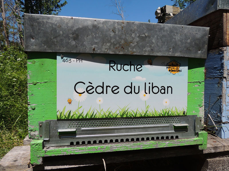 La ruche Cèdre du liban