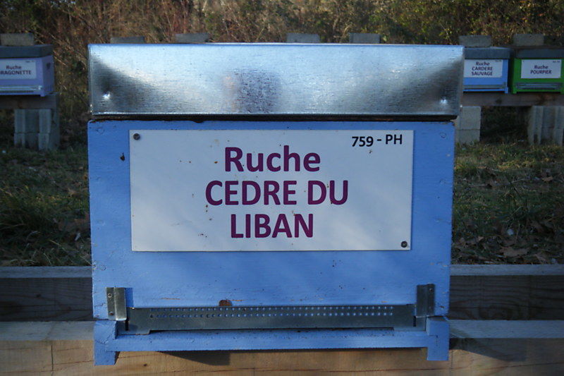 La ruche Cèdre du liban