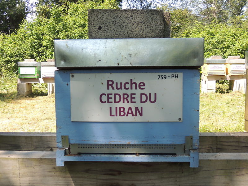 La ruche Cèdre du liban