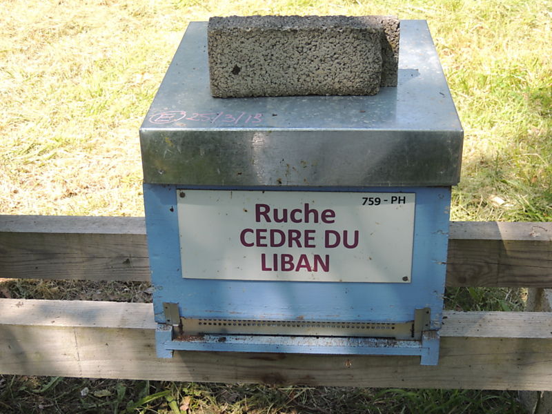 La ruche Cèdre du liban