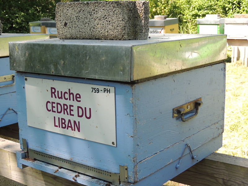 La ruche Cèdre du liban
