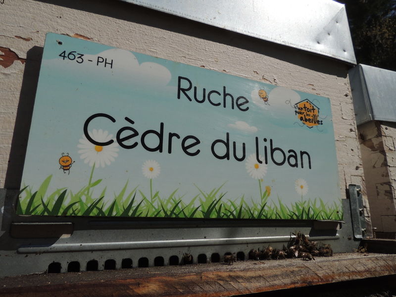 La ruche Cèdre du liban