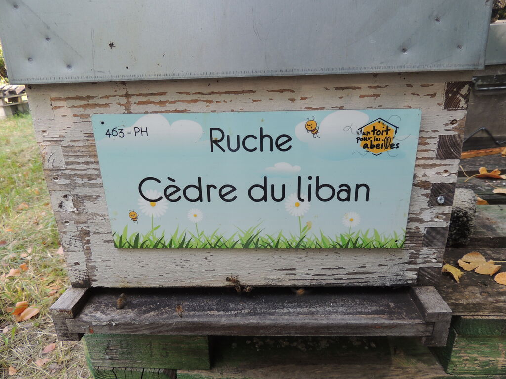 La ruche Cèdre du liban