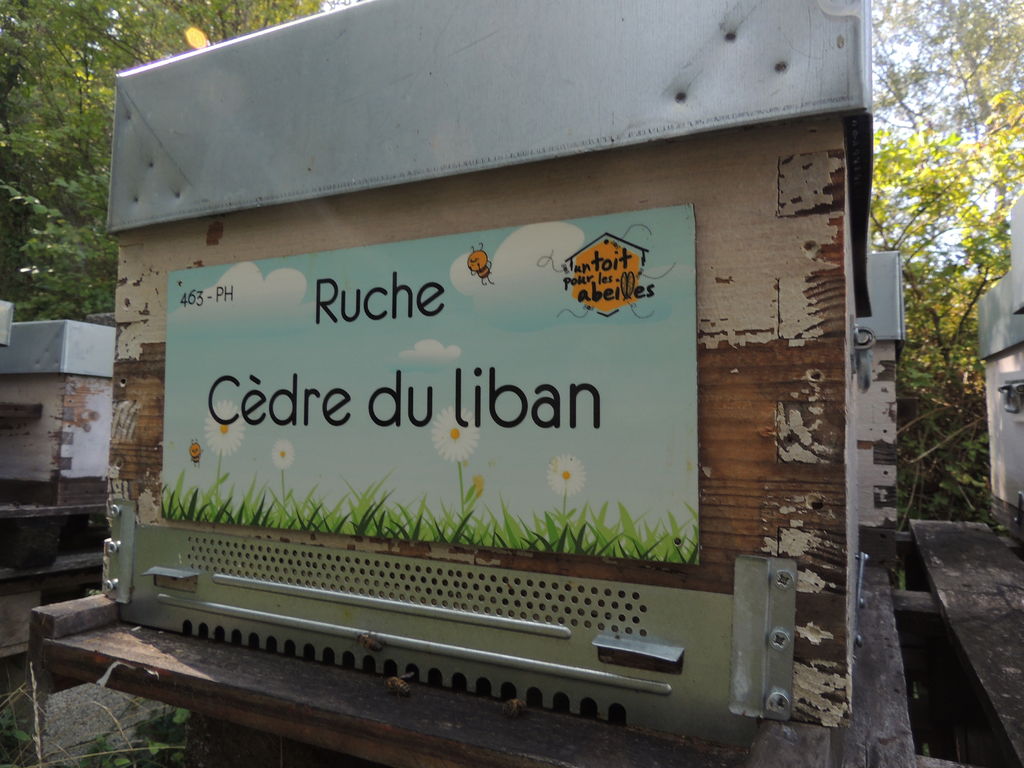 La ruche Cèdre du liban