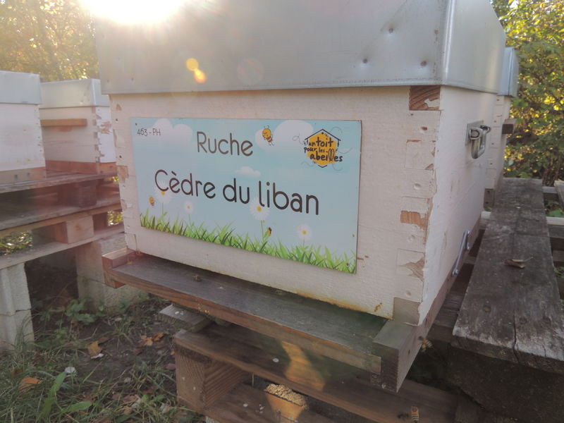 La ruche Cèdre du liban
