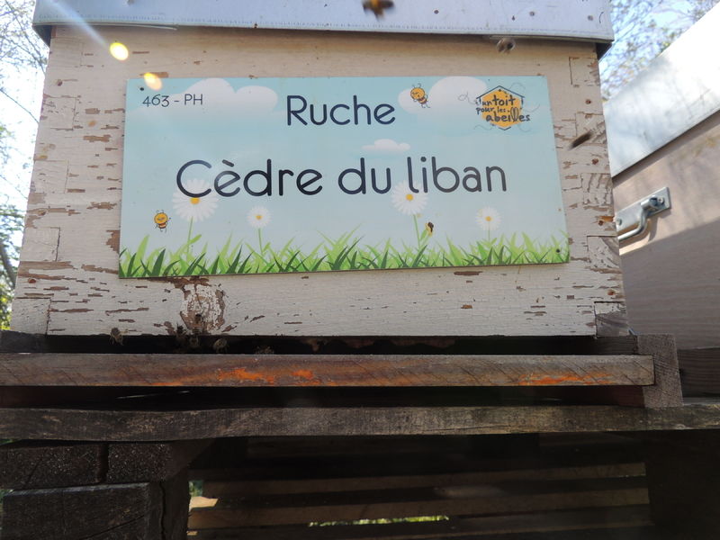 La ruche Cèdre du liban