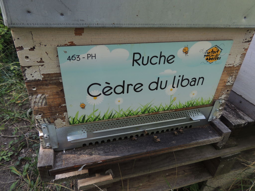 La ruche Cèdre du liban