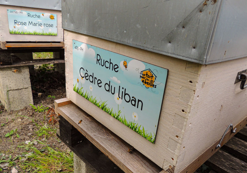 La ruche Cèdre du liban