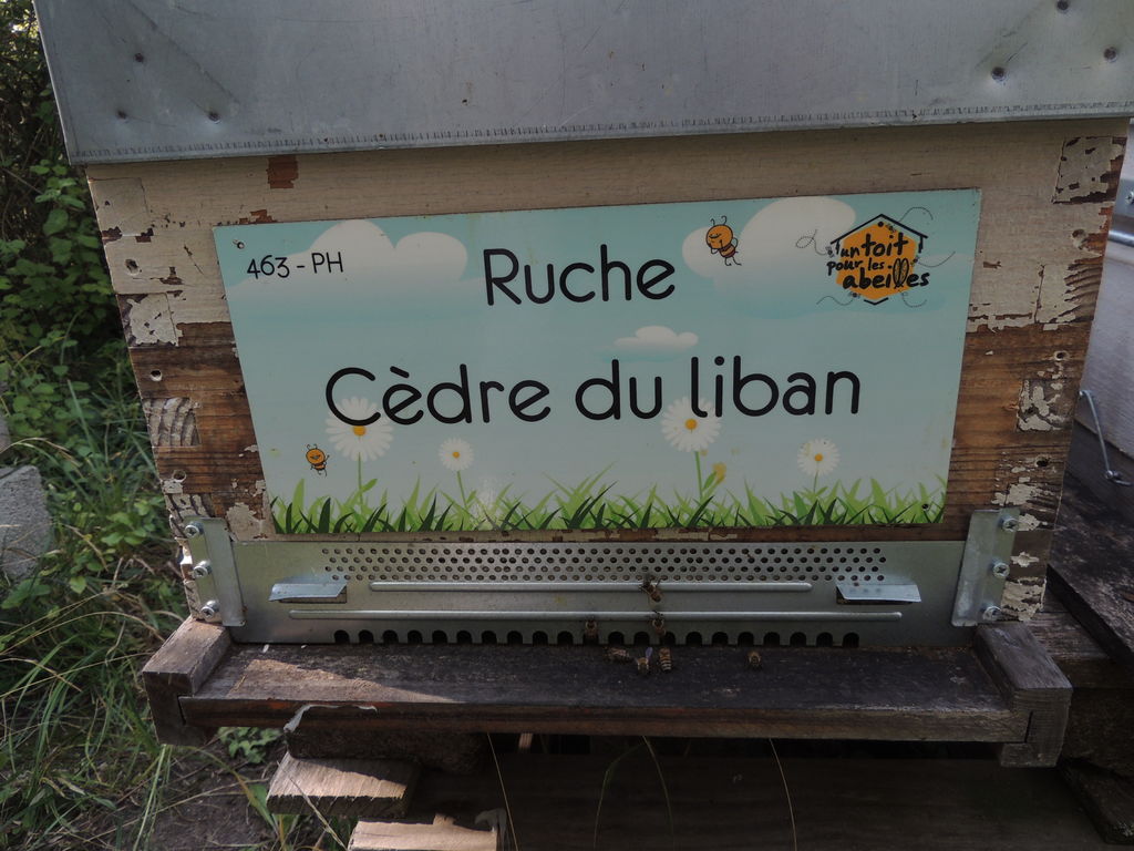 La ruche Cèdre du liban