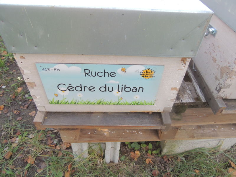 La ruche Cèdre du liban