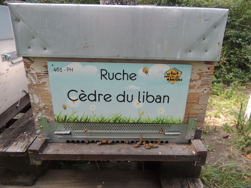 La ruche Cèdre du liban
