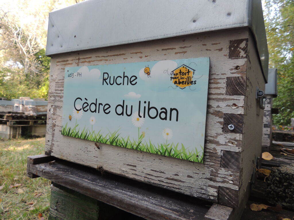 La ruche Cèdre du liban