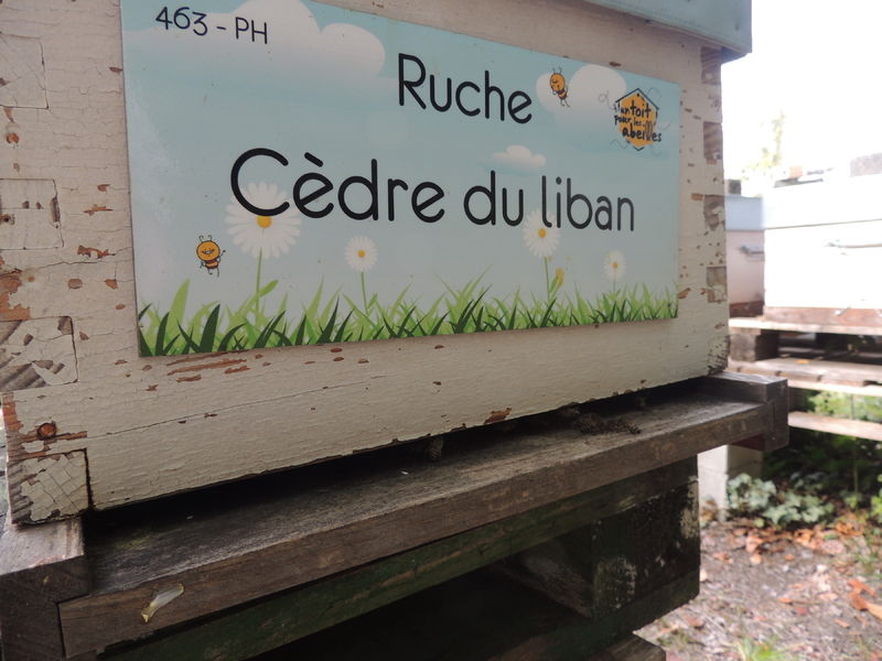 La ruche Cèdre du liban