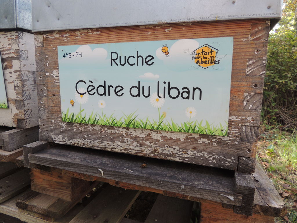 La ruche Cèdre du liban