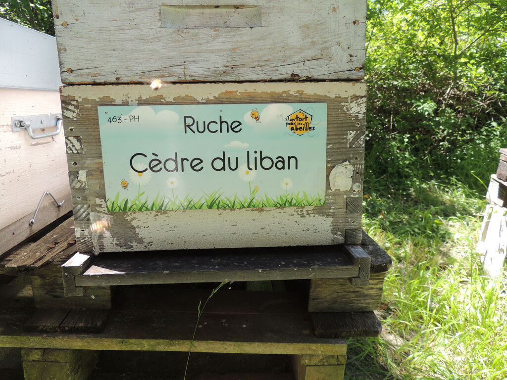 La ruche Cèdre du liban