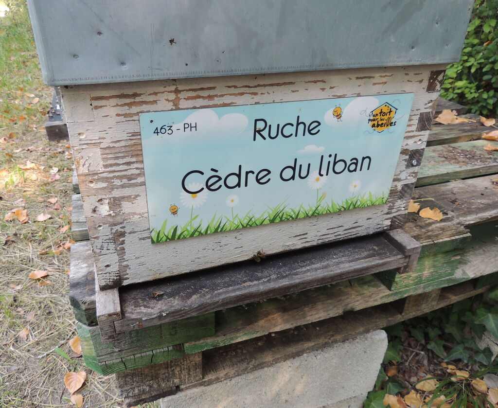 La ruche Cèdre du liban