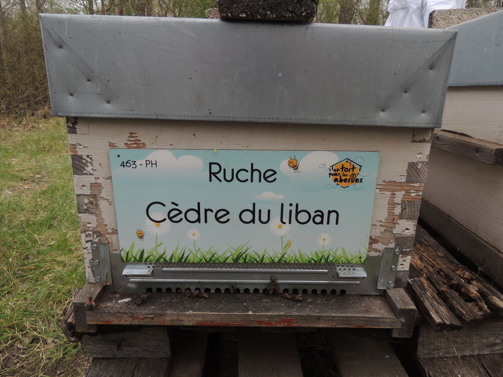 La ruche Cèdre du liban
