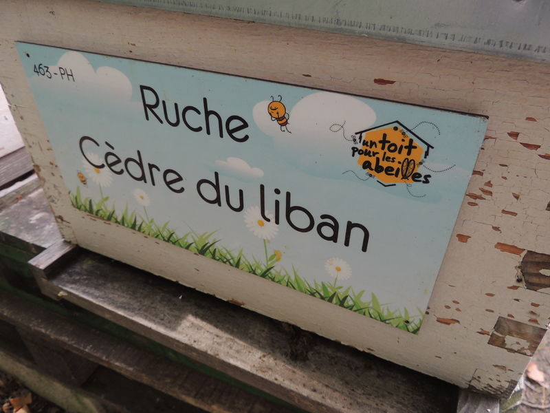 La ruche Cèdre du liban