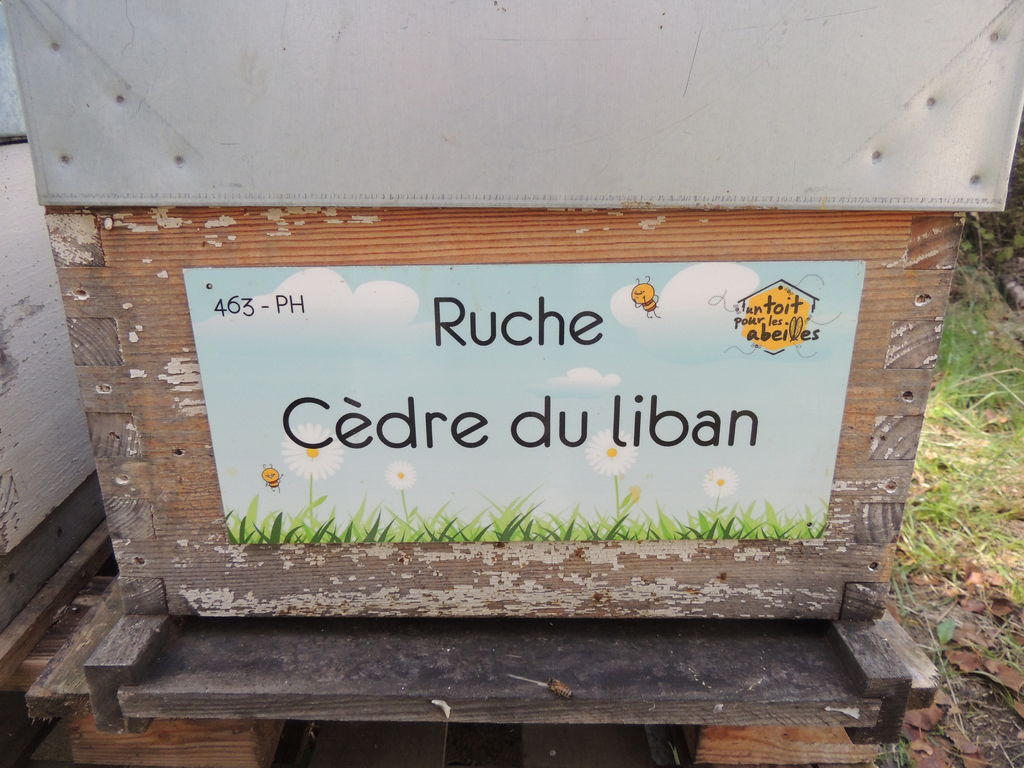 La ruche Cèdre du liban