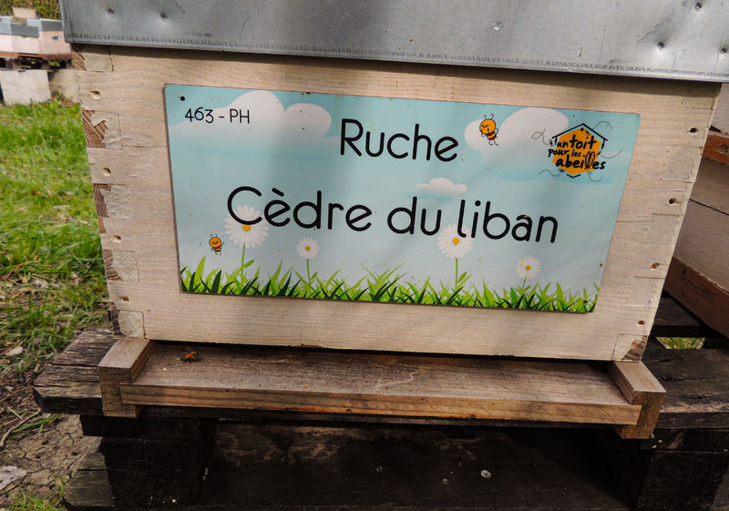 La ruche Cèdre du liban