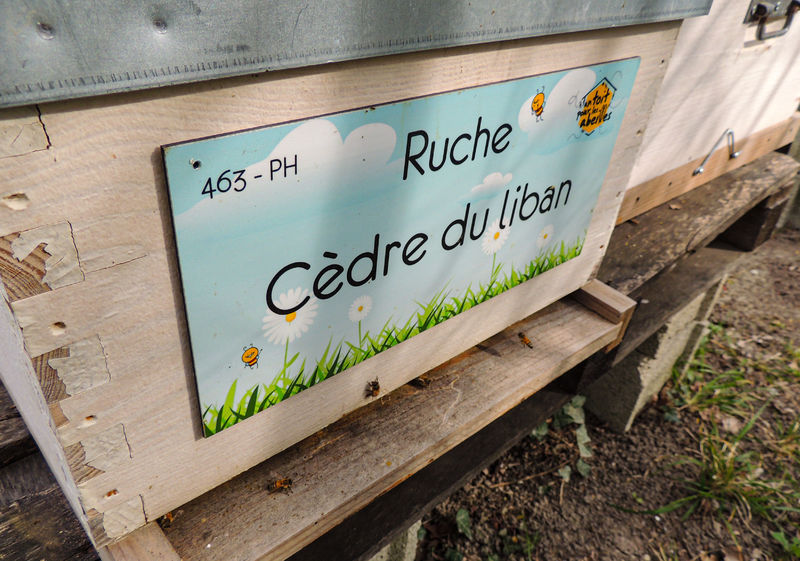 La ruche Cèdre du liban