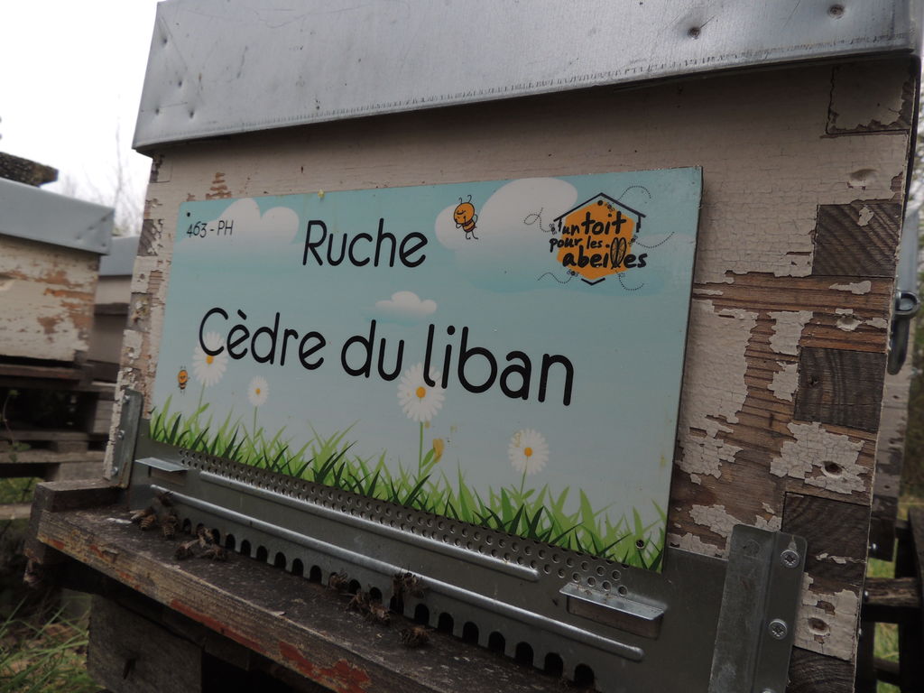 La ruche Cèdre du liban