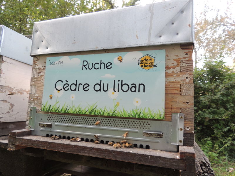 La ruche Cèdre du liban