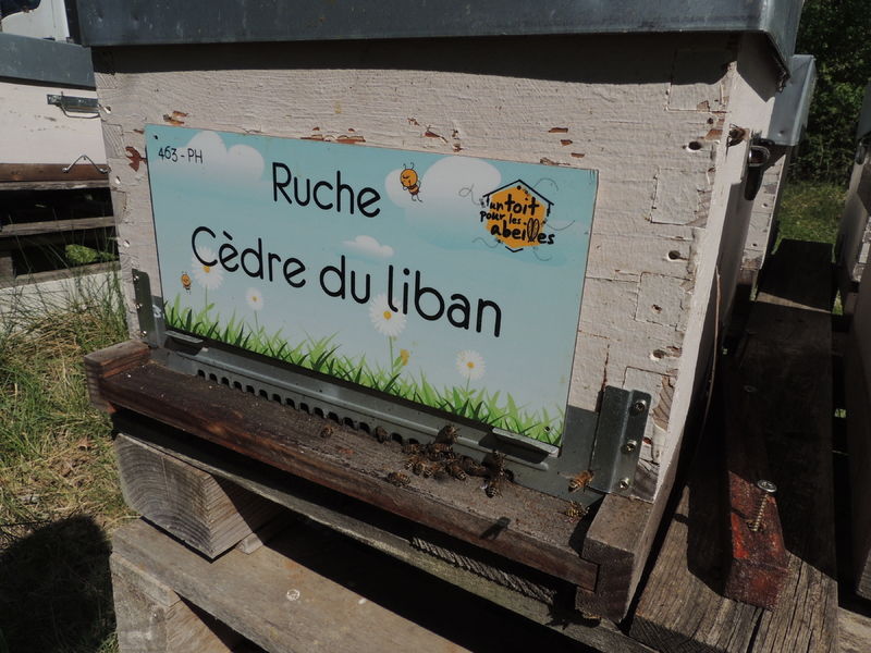 La ruche Cèdre du liban