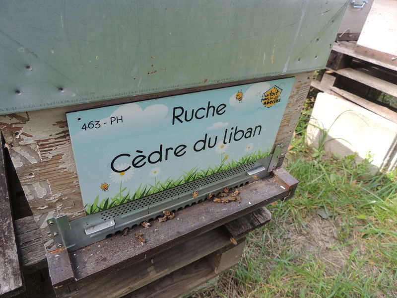 La ruche Cèdre du liban