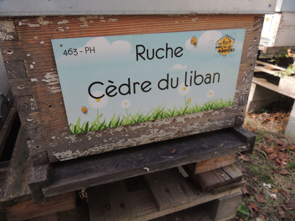 La ruche Cèdre du liban