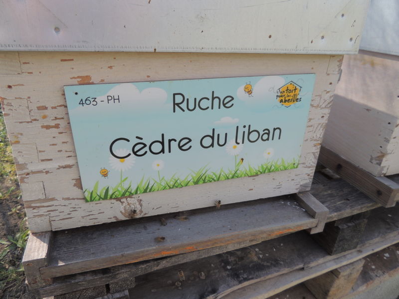 La ruche Cèdre du liban