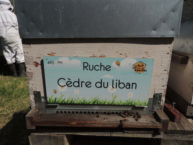 La ruche Cèdre du liban