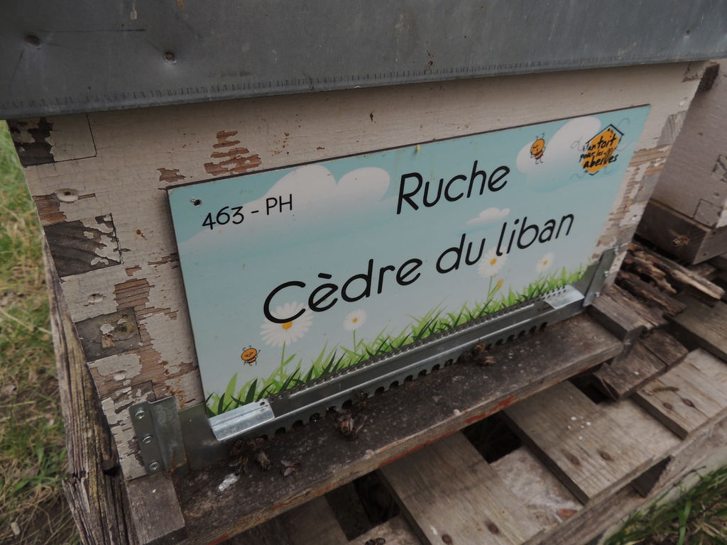 La ruche Cèdre du liban