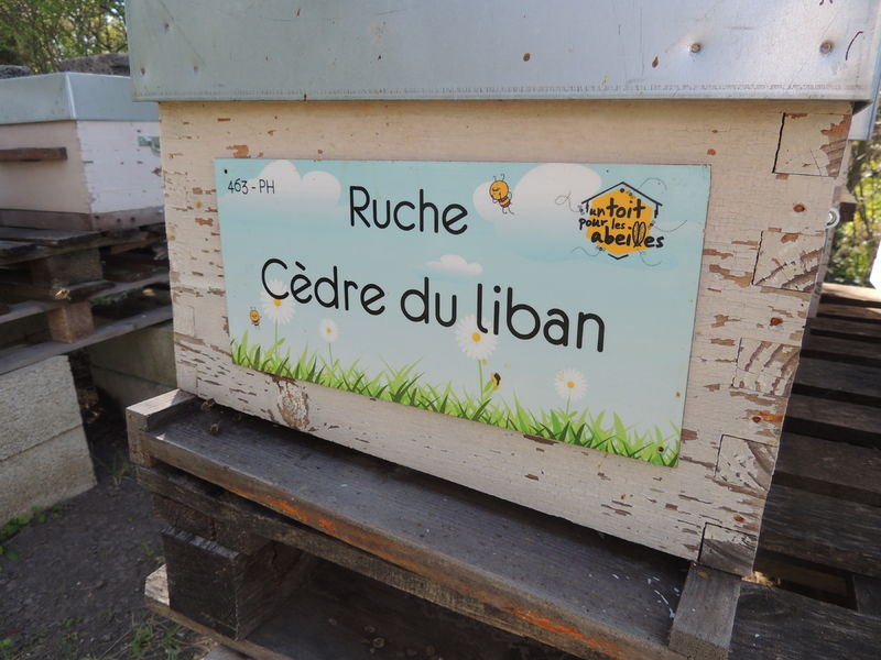 La ruche Cèdre du liban