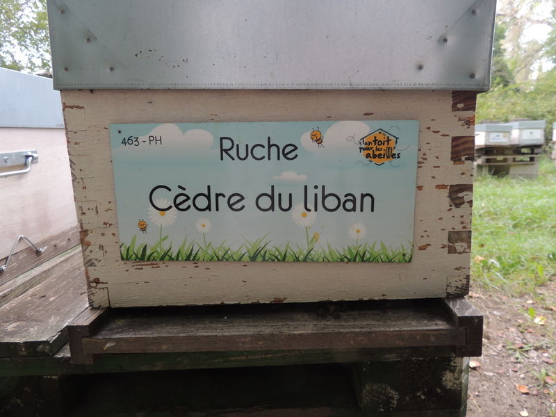 La ruche Cèdre du liban