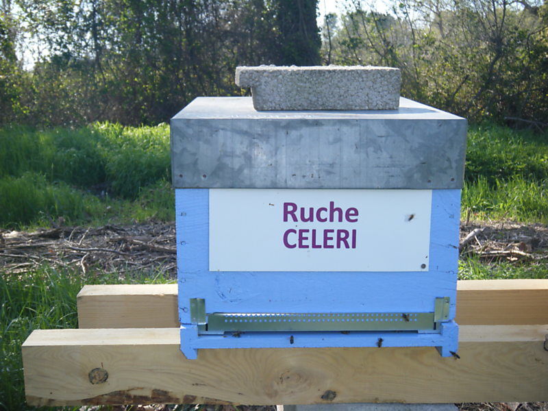 La ruche