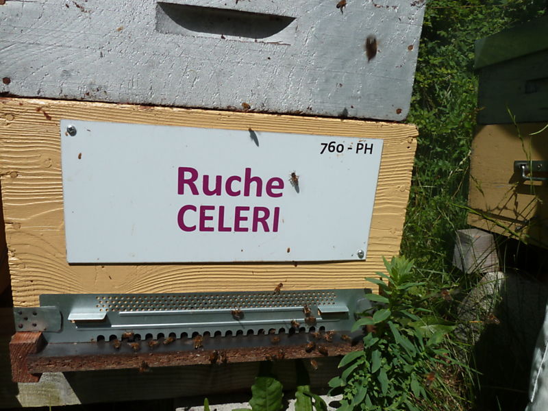 La ruche Céleri