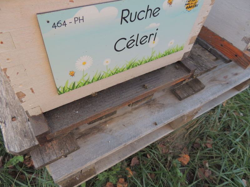 La ruche