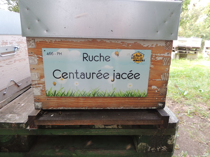 La ruche Centaurée jacée