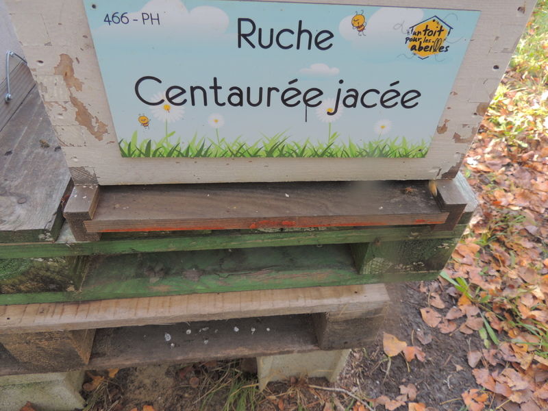 La ruche 