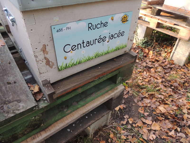 La ruche Centaurée jacée