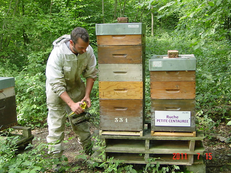 La ruche Petite centaurée
