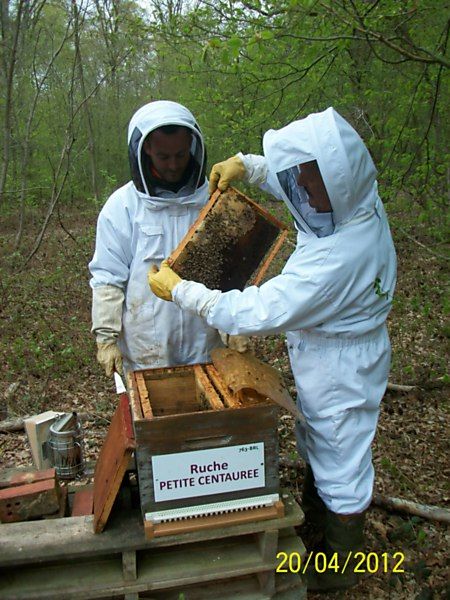 La ruche Petite centaurée