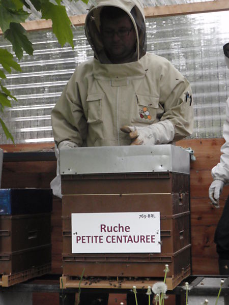 La ruche Petite centaurée