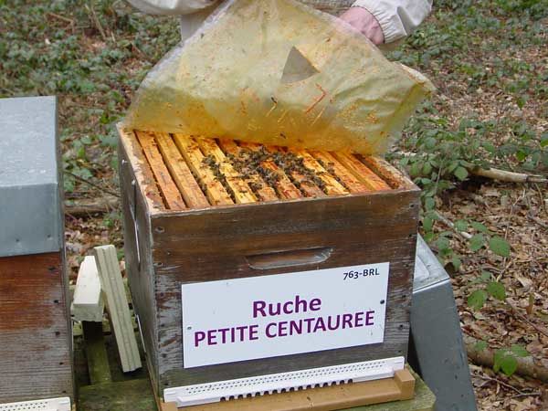 La ruche Petite centaurée