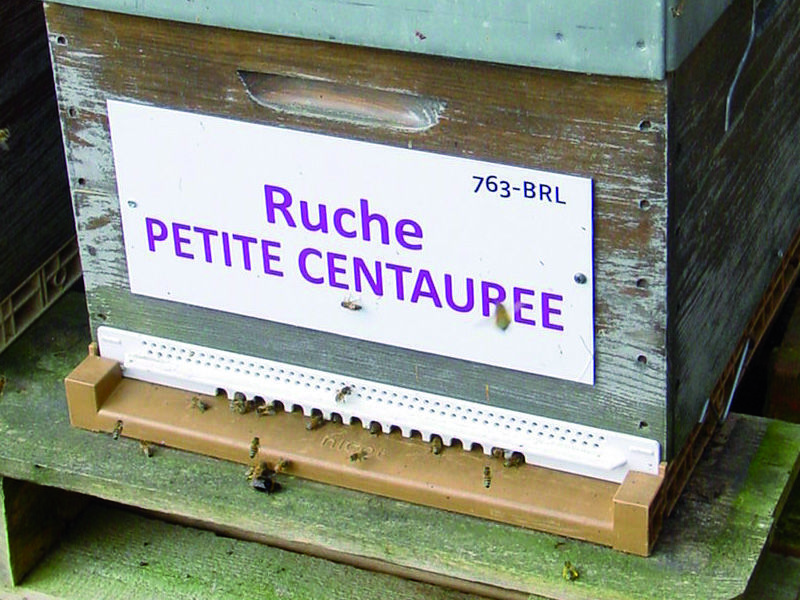 La ruche Petite centaurée